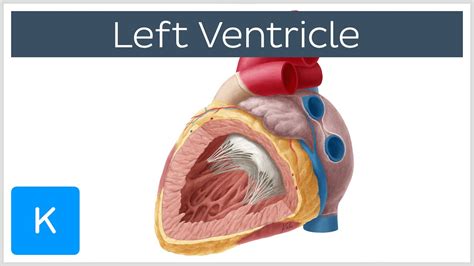 lv functie|Left Ventricle Function, Definition & Anatomy .